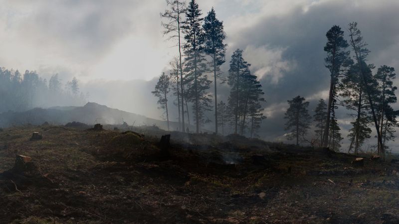 forest fire 