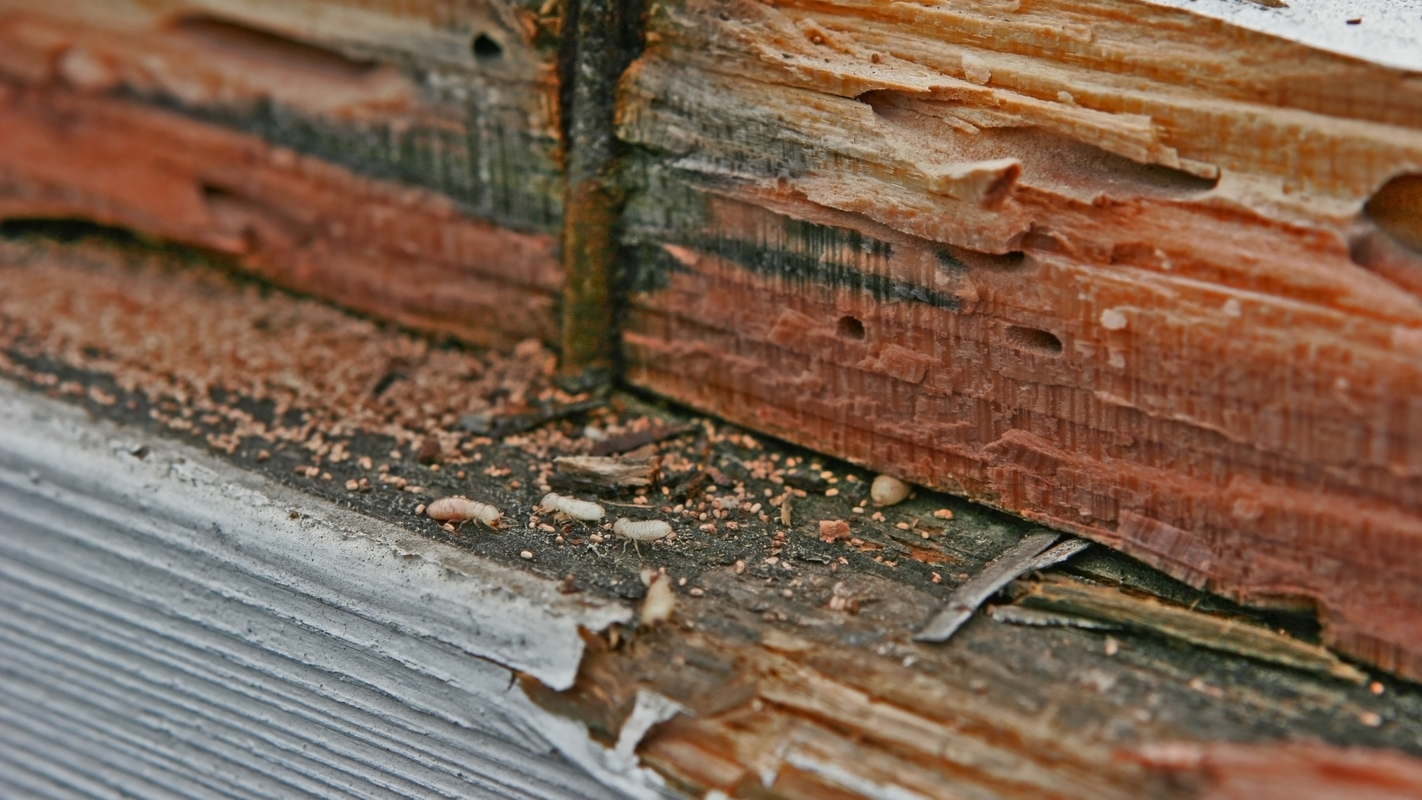 _Importance of Replacing Damaged Wood in Termite-Ridden Areas HERO.png