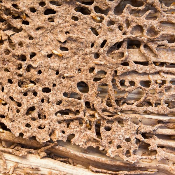 2 Importance of Replacing Damaged Wood in Termite-Ridden Areas.jpg