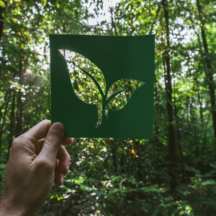 image of a green forest