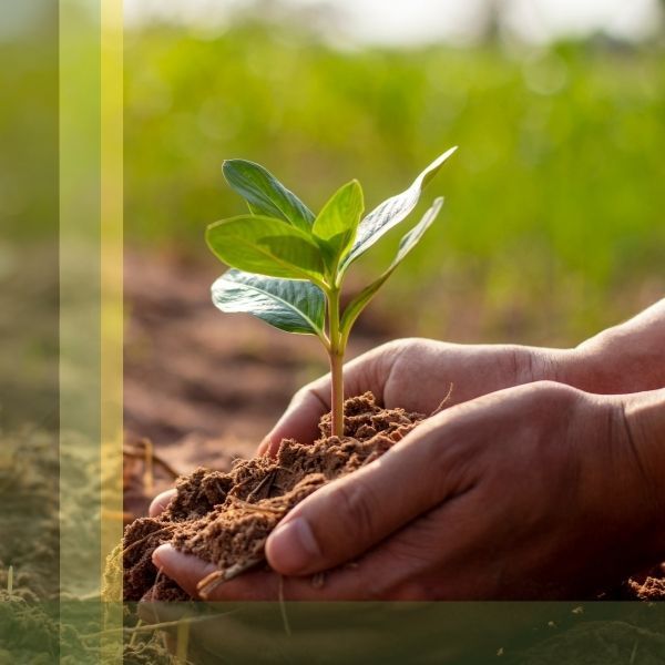 Hand Planting a Sprout in Dirt 