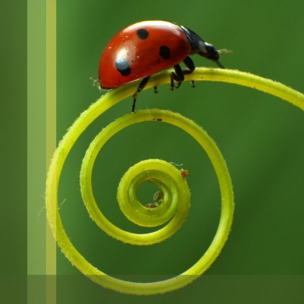 Lady Bug on Curled Stem