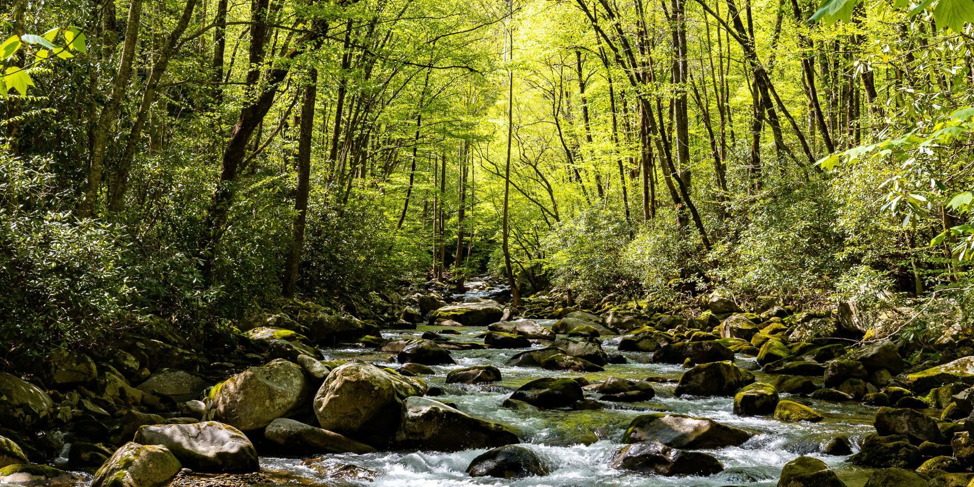 Great Smoky BG 5.jpg