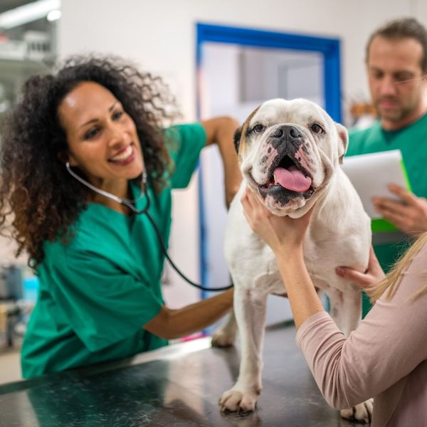 Veterinarian examining bulldog