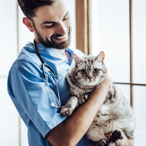 vet tech holding a big gray cat