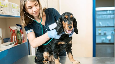 female vet checking a brown and black dog 