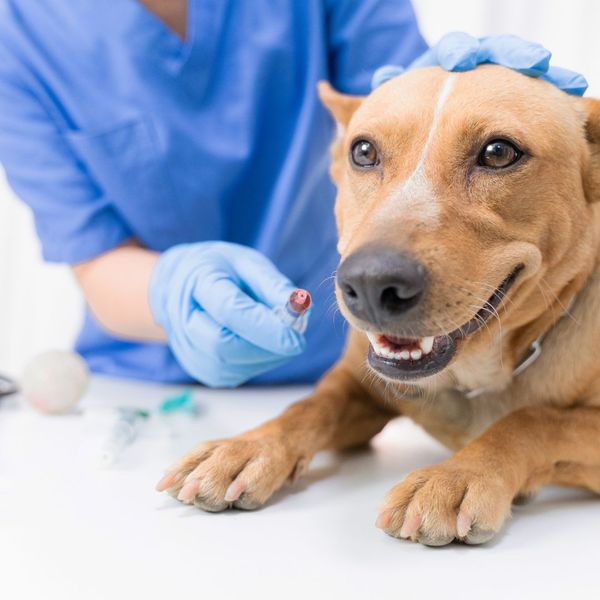 Smiling dog next to a needle