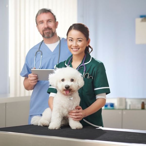 Vets smiling with a white puppy
