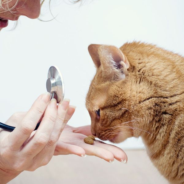 vet assessing cat