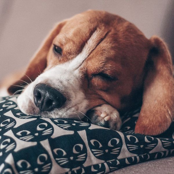 sleeping beagle 