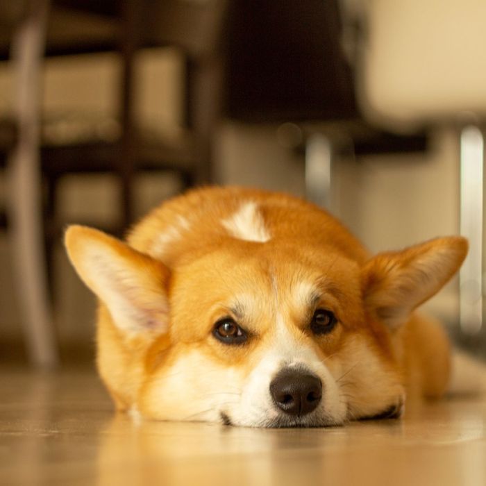 corgi on wood floor.