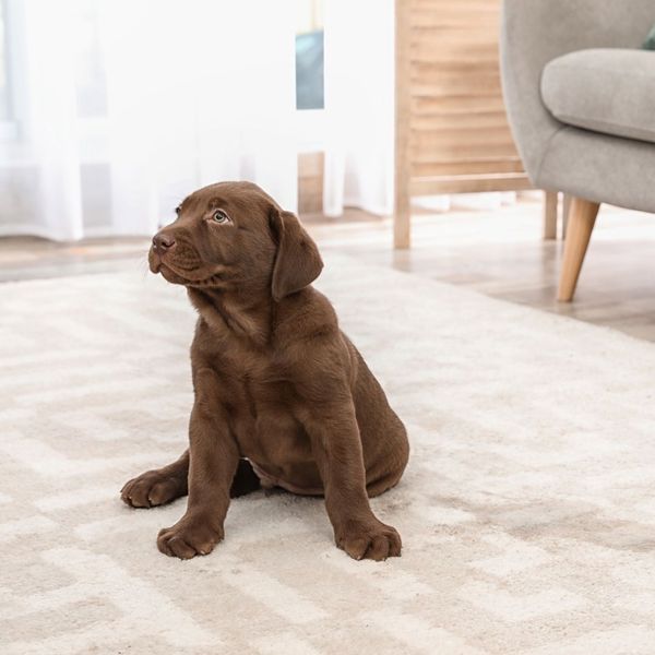 puppy next to stain on rug
