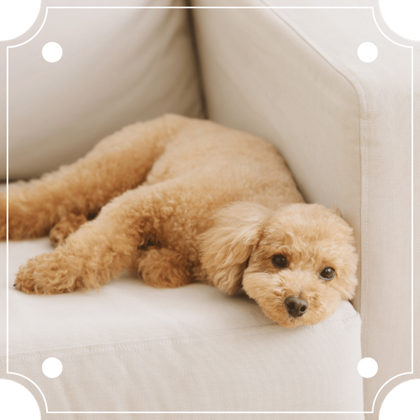 A family dog happily playing on a freshly cleaned carpet and an upholstered couch, with no signs of pet odor or stains, emphasizing the pet-friendly and comprehensive cleaning services.