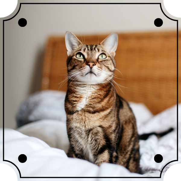 Tabby Cat Sitting on a Bed
