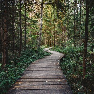 wood pathway through forest