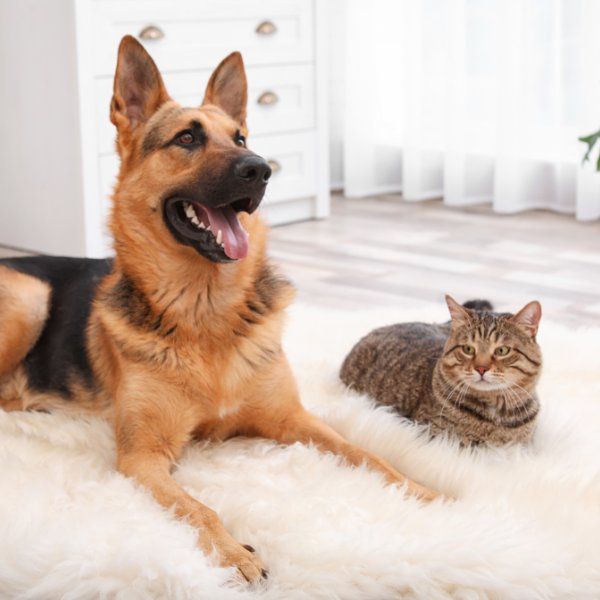 New Image - Services - Pets.jpg