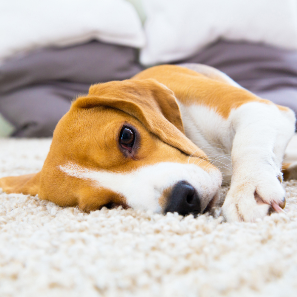 dog lying on carpet