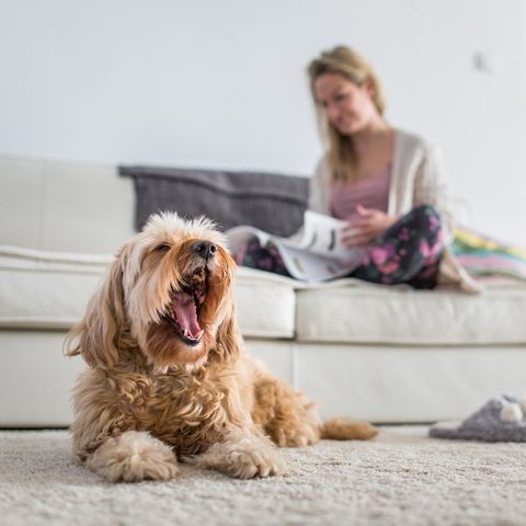 Pet & Odor Removal