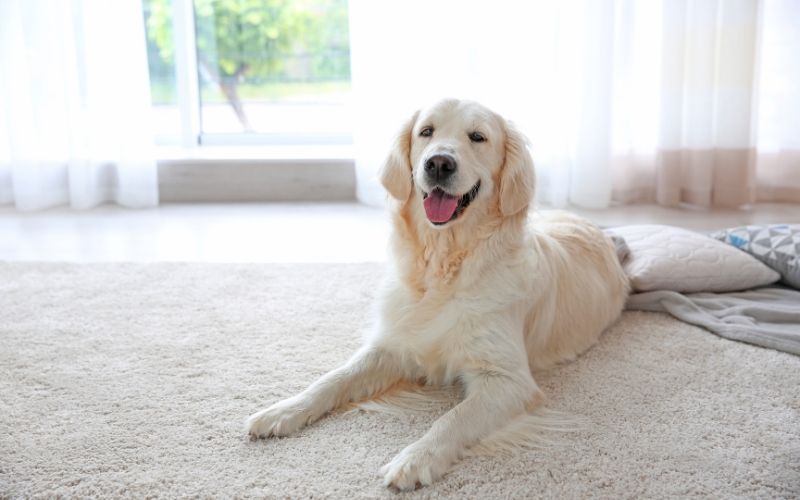 clean carpet with dog on it