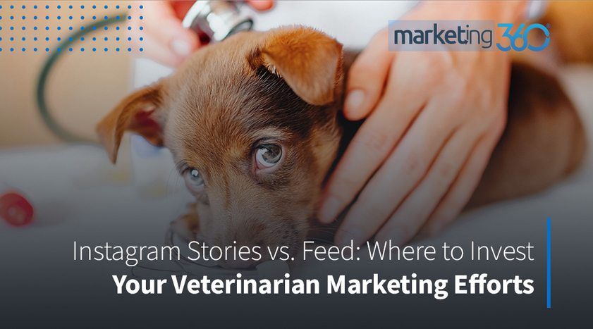 Instagram-Stories-vs.-Feed-Where-to-Invest-Your-Veterinarian-Marketing-Efforts.jpg