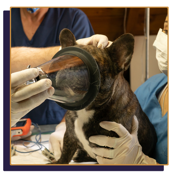 Accountant for Veterinarians 4.png