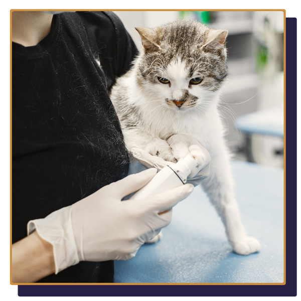 Accountant for Veterinarians 3.png