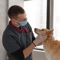 Accountant for Veterinarians 5.png