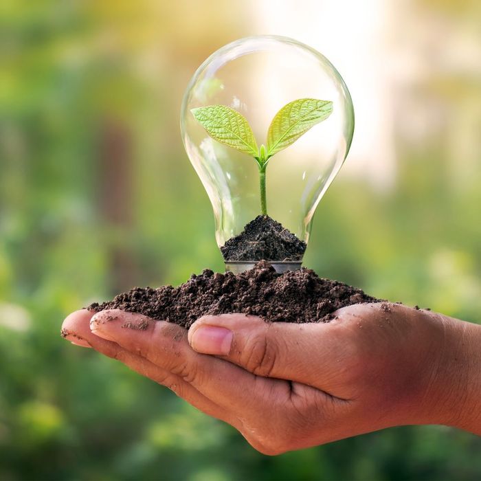 lightbulb with plant growing out of soil in hand