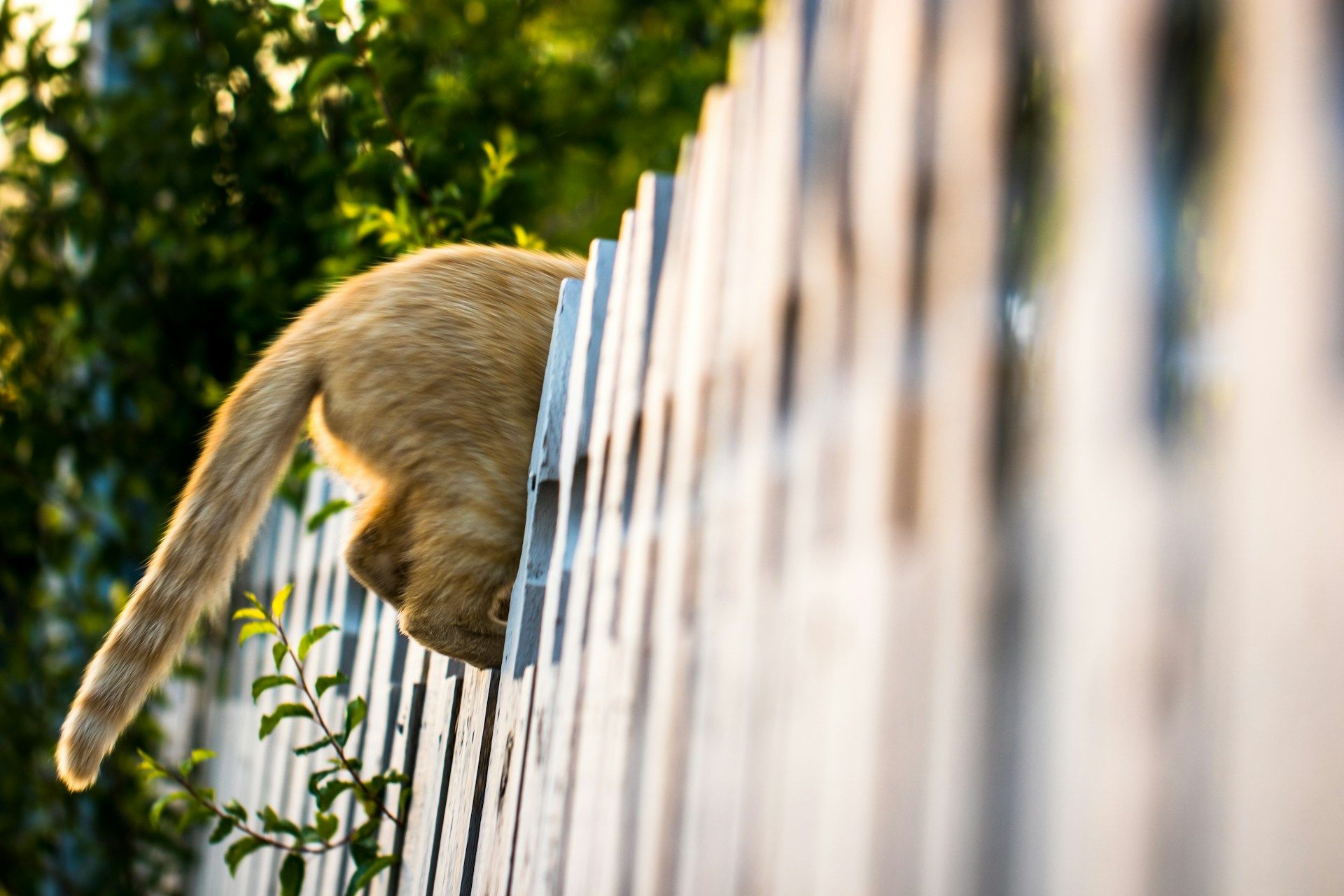 catproof fence.jpg