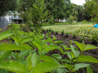 GUITHER RAIN GARDEN 1.jpg