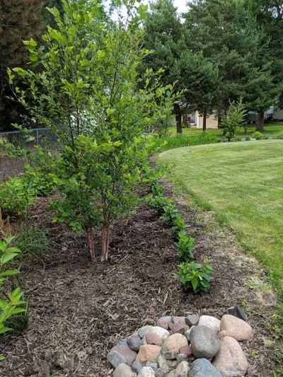 GUITHER RAIN GARDEN 2.jpg