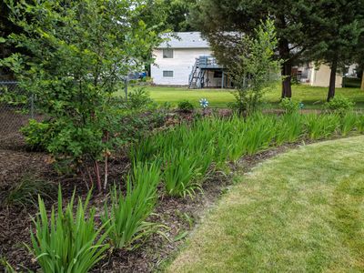 GUITHER RAIN GARDEN 3.jpg