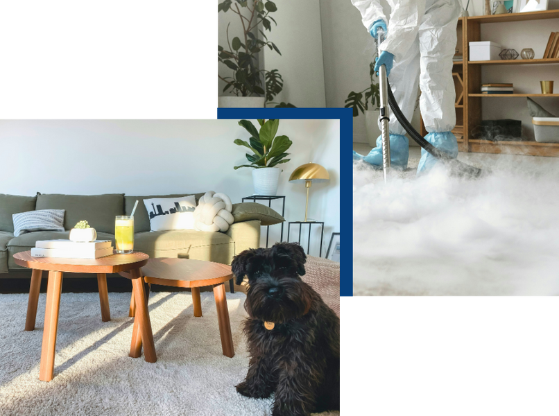 dog on carpet with steam cleaning photo dog on carpet with steam cleaning photo