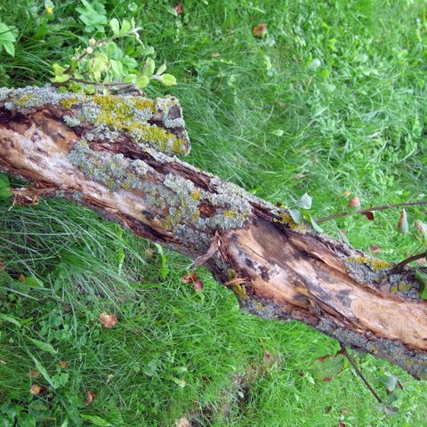 Visible Decay or Disease - When To Call a Tree Service Professional.jpg