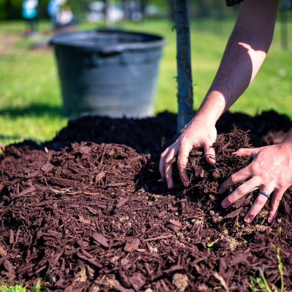 Someone laying mulch around a tree