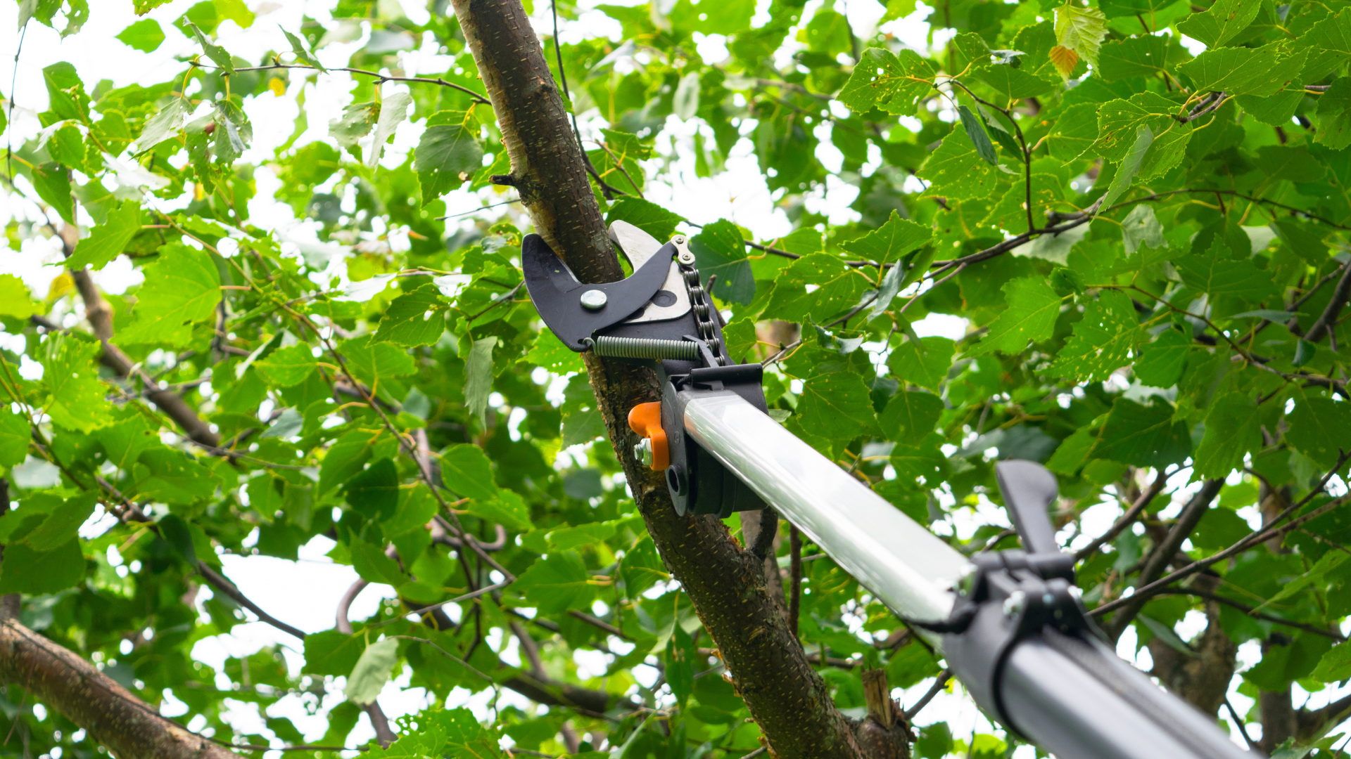Local Tree Pruning Services When and Why They%E2%80%99re Essential.png