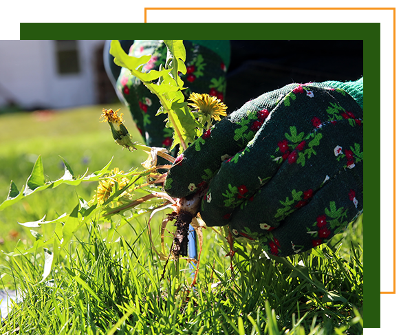 Weeding with gardening gloves