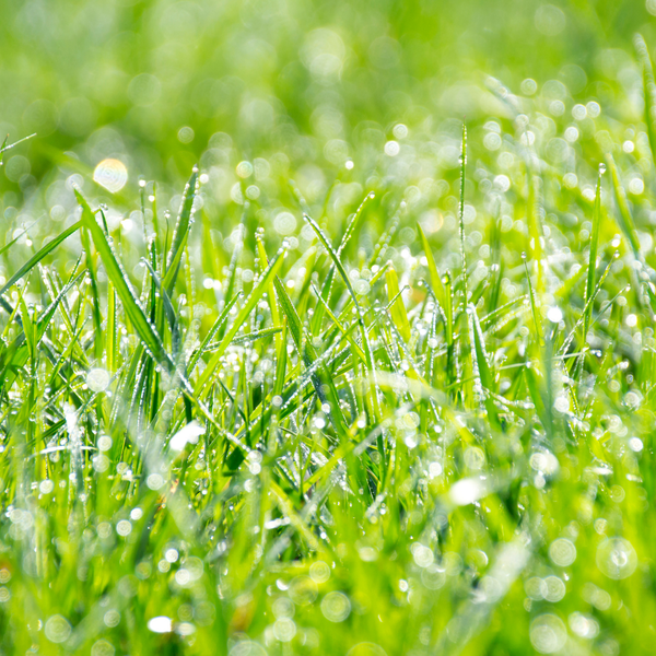 Grass