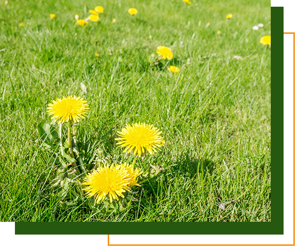 Dandelion weeds in a lawn