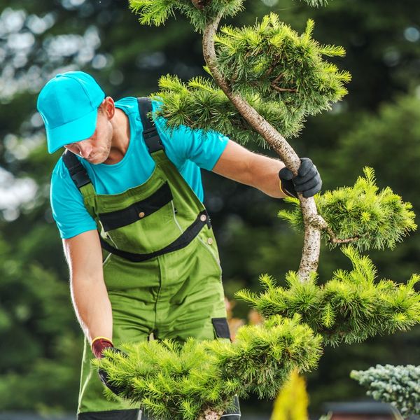 Man inspecting tree