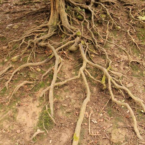 Exposed Roots - When To Call a Tree Service Professional.jpg