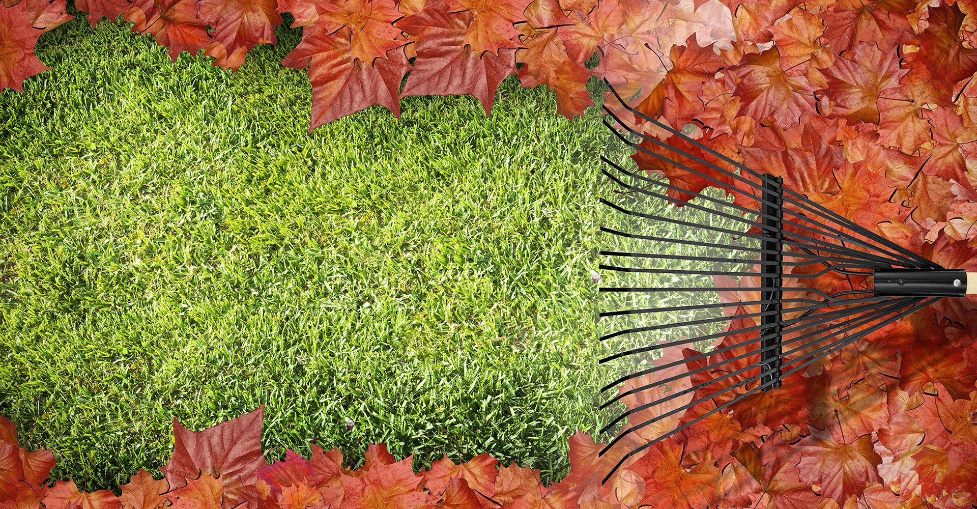 Image of green grass being revealed by a rake removing fall leaves