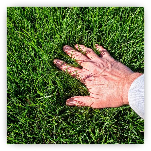 BlitzImage3-How to Achieve a Green Lush Lawn With Hydroseeding.jpg