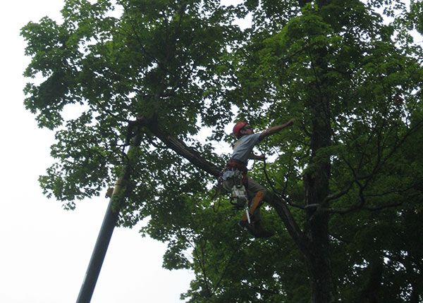 tree-2.jpg