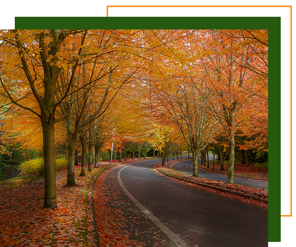 Row of trees with autumn foliage
