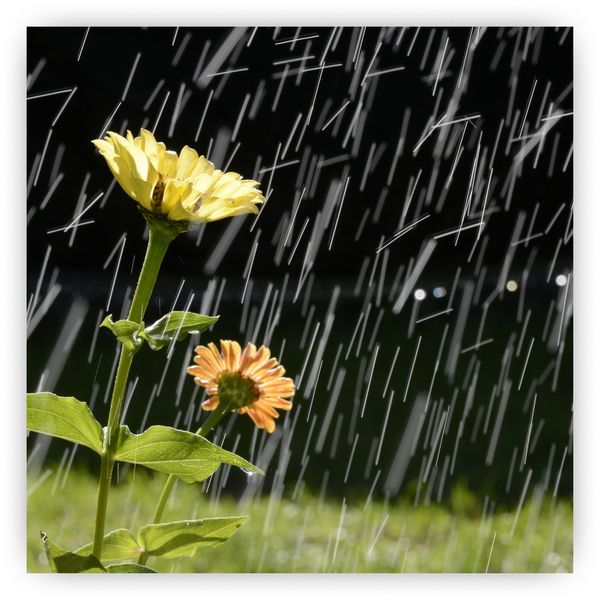 Rain falling on flowers