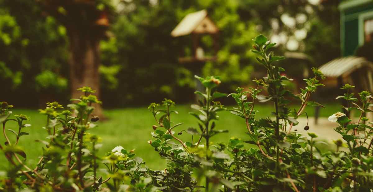 8 Incredible Backyard Garden Landscaping Ideas featured image Wise Oak.jpg