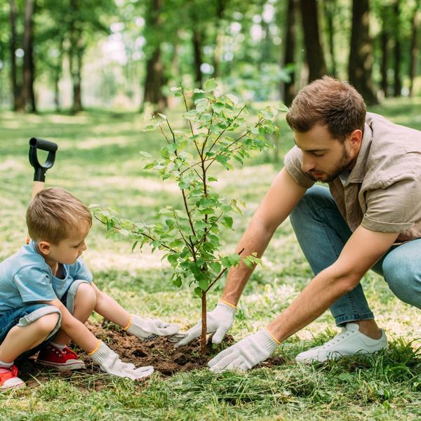 How to Decide Where to Plant Trees in Your Yard 1.jpg