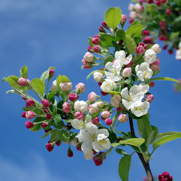 Local Tree Pruning Services_ When and Why They%E2%80%99re Essential 4.png