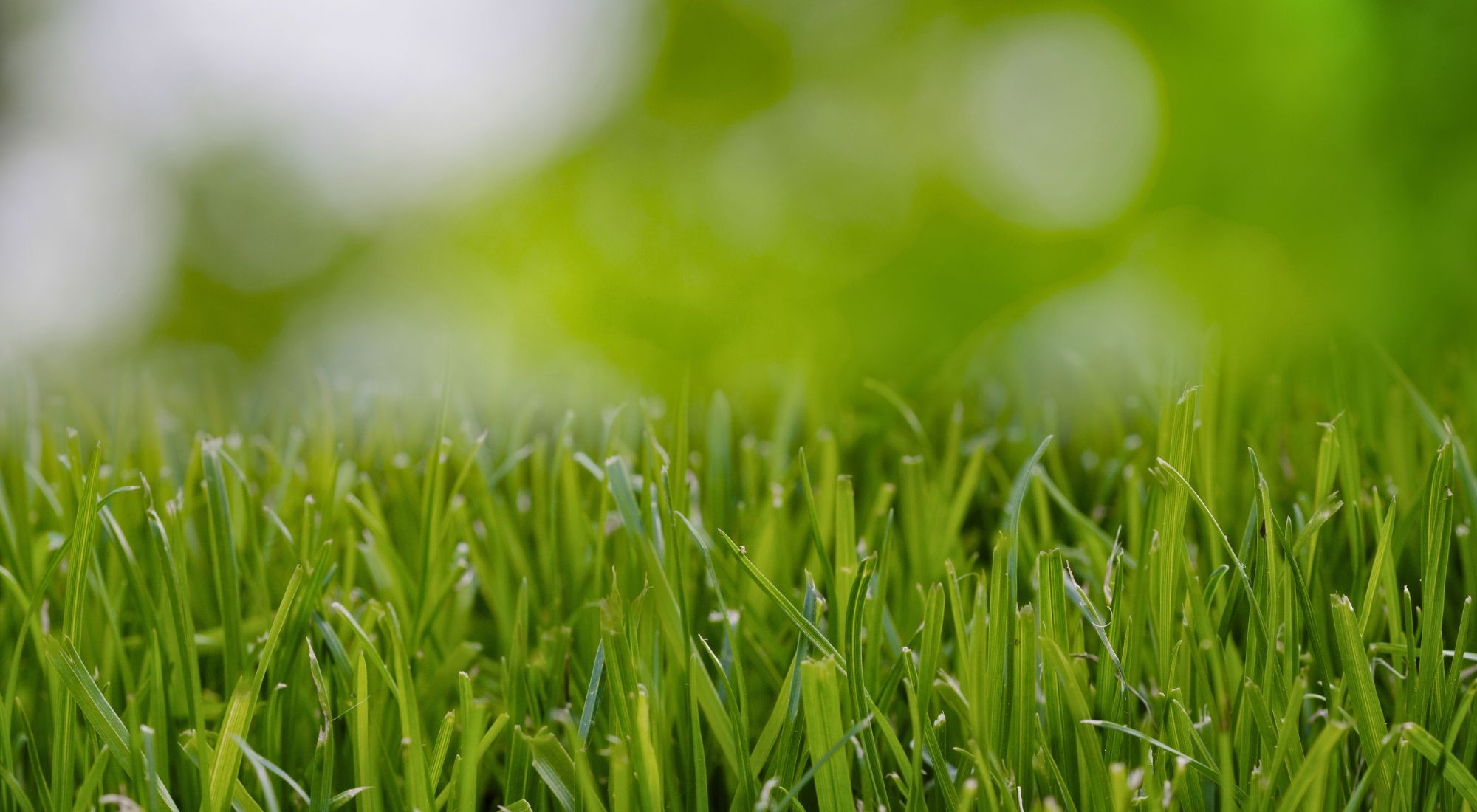 Blitz Hero Image-How to Achieve a Green Lush Lawn With Hydroseeding.jpg